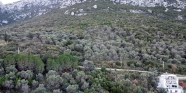 Saip 0 Ada 664 Parsel 3216 M2 Zeytinlik
