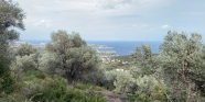 Saip 0 Ada 664 Parsel 3216 M2 Zeytinlik